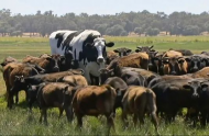 An ode to Knickers the steer - Best headlines, memes and cattle puns on Australia's giant.jpg