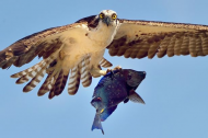 Stunning photographs show magnificent osprey clutching blue coral reef fish in Aruba.jpg
