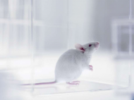 UC Berkeley gene therapy helps blind mice gain sight, could be used to cure blindness.jpg