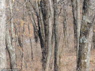 Can you spot the camouflaged leopard in this picture_.jpg