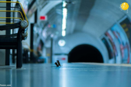 Mice fighting over crumbs in subway station wins wildlife photo award in stunning image.jpg