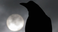 Brainiacs, not birdbrains - Crows possess higher intelligence long thought a primarily human attribute.jpg