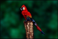Parrot lady.jpg