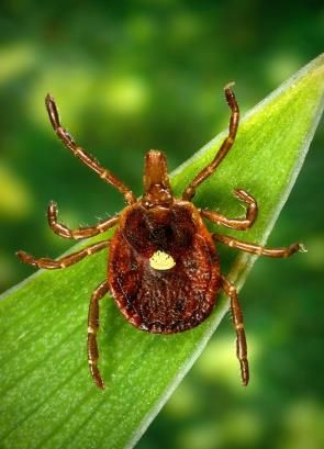 A tick can make you allergic to red meat.jpg