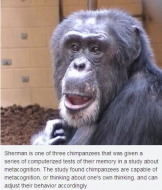 Chimpanzees may know when they are right and move to prove it.jpg