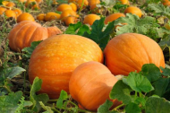 Humans may have rescued pumpkins from extinction.jpg