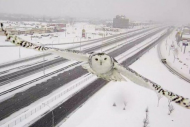 Traffic Camera Accidentally Snaps Beautiful Photo of a Snowy Owl.jpg