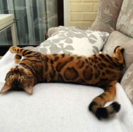 Bengal cat looks like a mini tiger and has the internet saying 'me-wow' 2.jpg