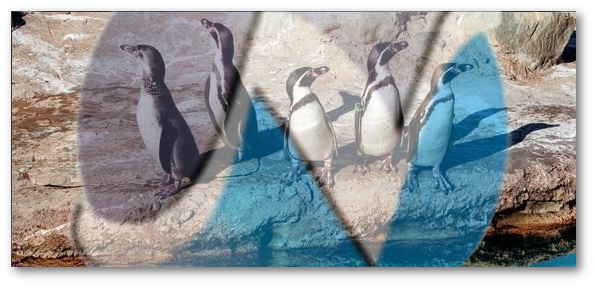 nixcraft_penguins.png
