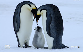 penguin-cute-2.jpg