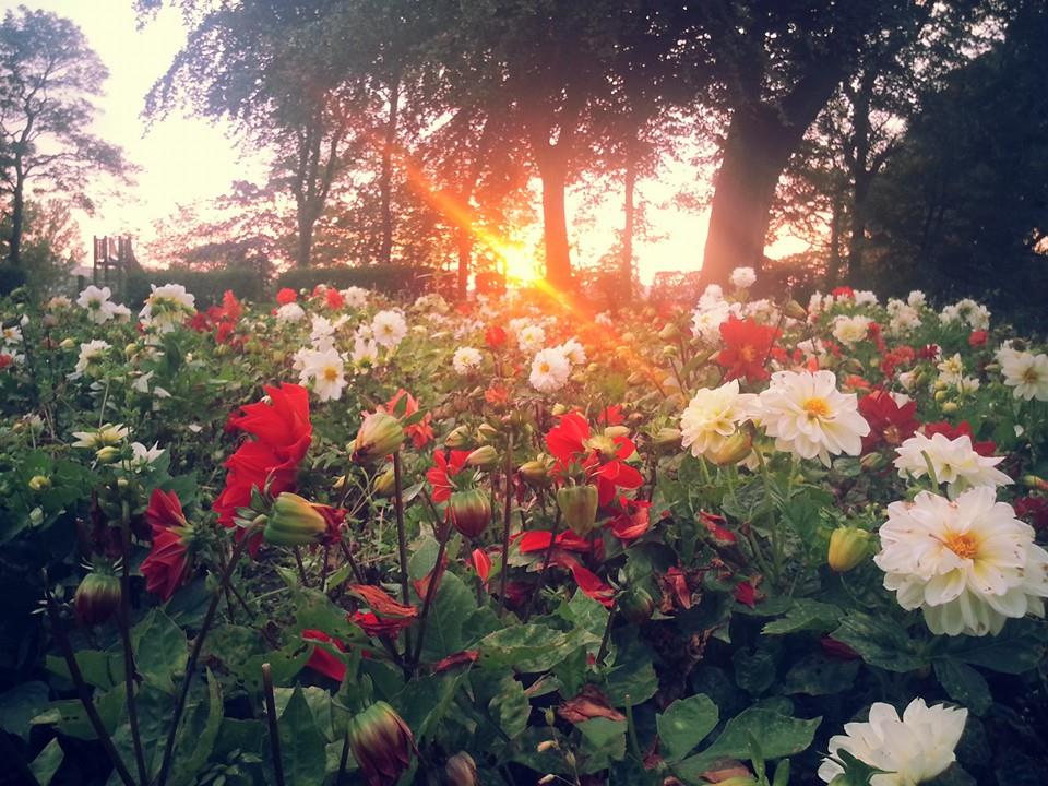 Sunlight Through The Flowers.jpg