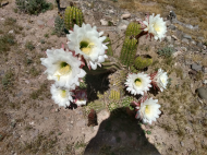 4-10-20 Big desert cactus flowers.jpg
