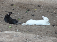 07-13-20 Yin-yang rabbits.jpg