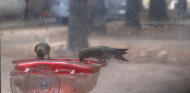 Hummingbirds 8-14-23  .jpg